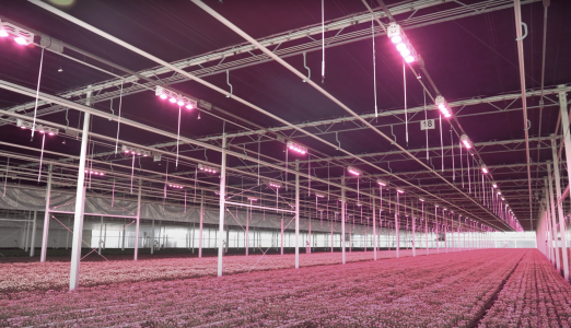 mechatronics henda flowers zuilichem