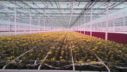 royal brinkman henda flowers