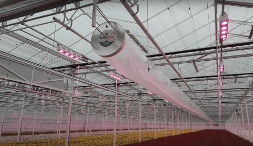 ke growair henda flowers gameren