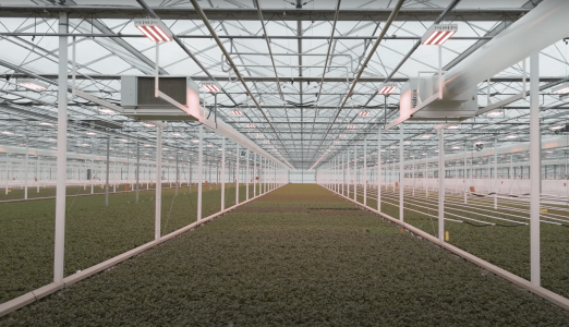 ke growair star roses poederoijen