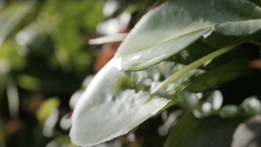 sempergreen brandmovie