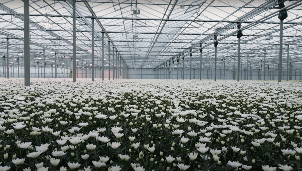 wago hoogendoorn huisman chrysanten