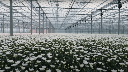 wago hoogendoorn huisman chrysanten